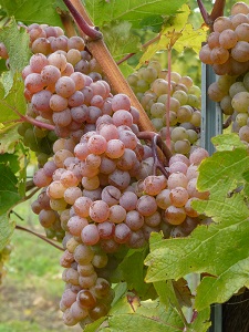 Roter Veltliner web